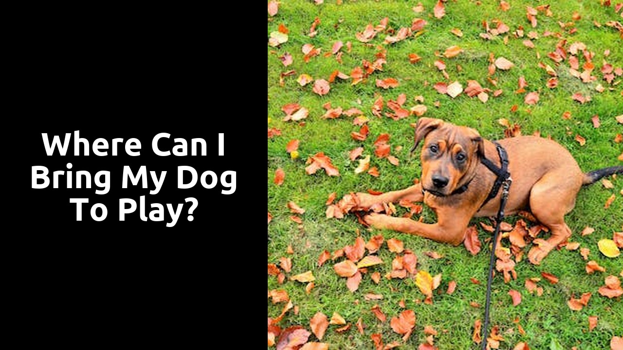 Where can I bring my dog to play?
